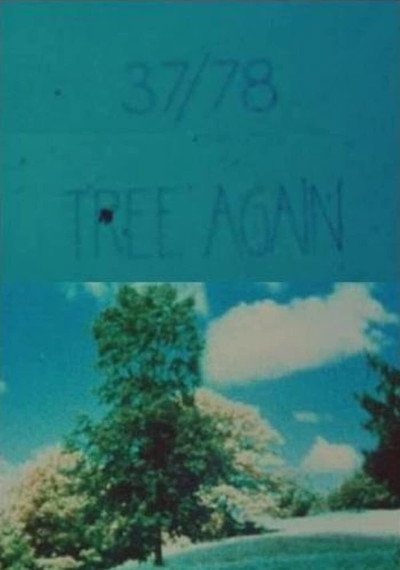 Póster de 37/78: Tree Again