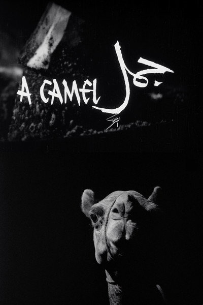Póster de A Camel