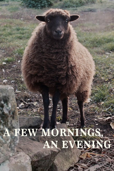 Póster de A Few Mornings, an Evening