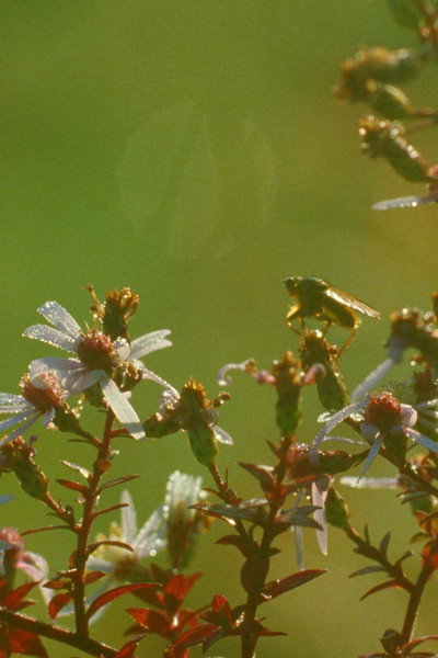Póster de A Flower