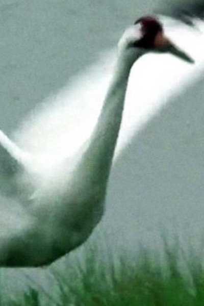 Póster de A Great White Bird