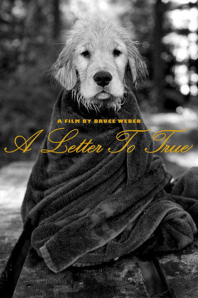 Póster de A Letter to True