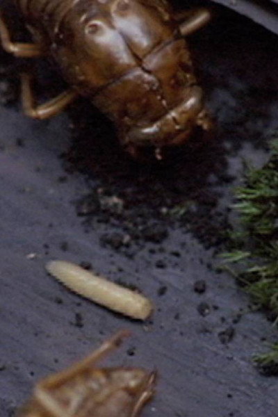 Póster de A Story Constructed of 17 Pieces of Space and 1 Maggot