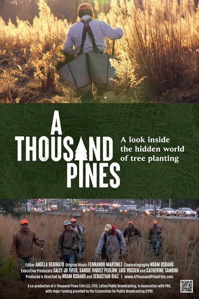 Póster de A Thousand Pines