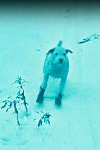 Póster de A Winter's Tale