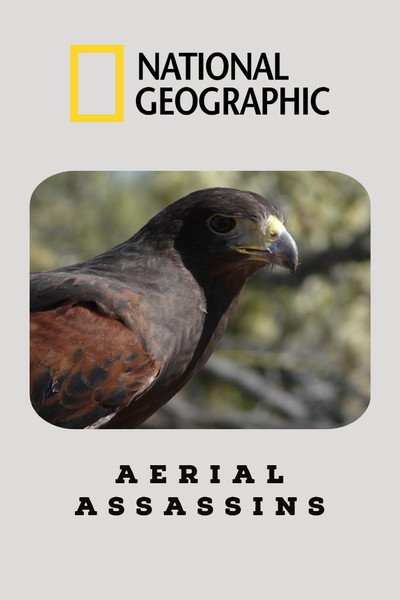 Póster de Aerial Assassins