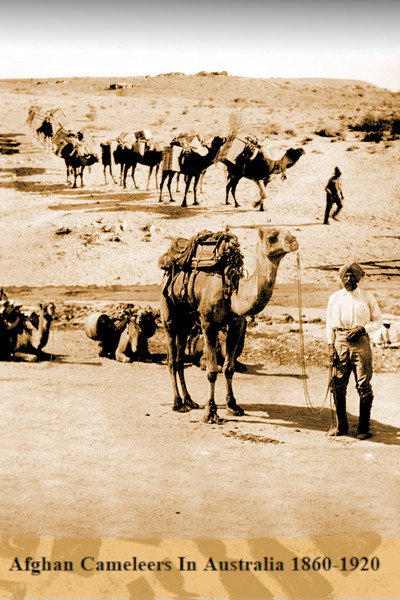 Póster de Afghan Cameleer Australia