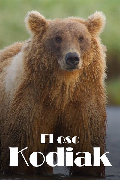 Póster de Alaskas Riesenbären