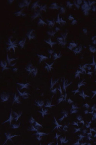 Póster de Albedo 0.97