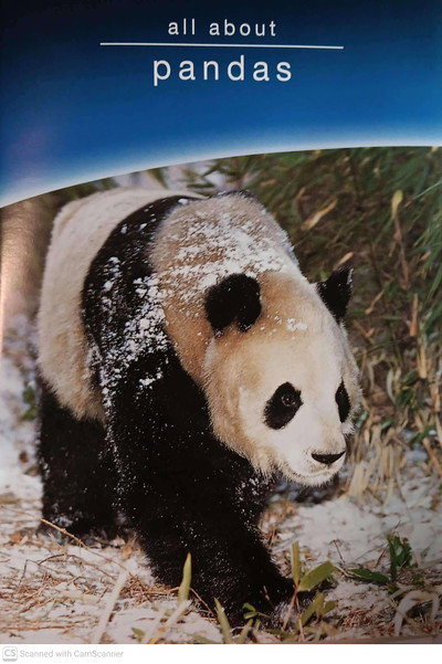 Póster de All About Pandas