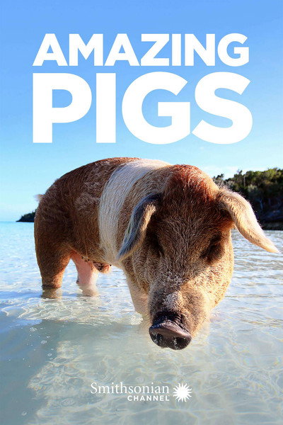 Póster de Amazing Pigs