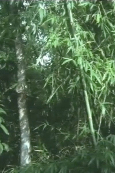 Póster de And the Bamboo Blooms