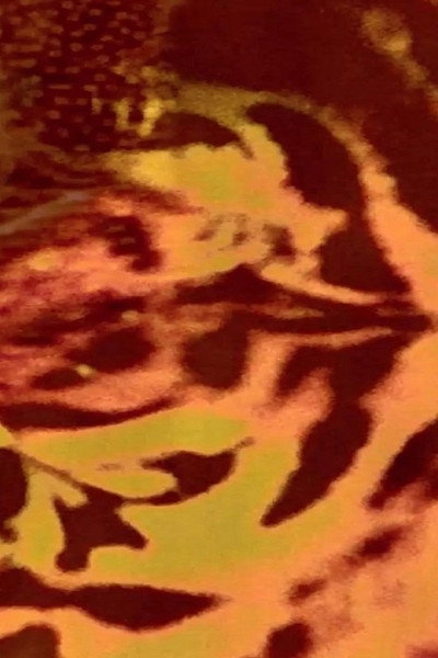 Póster de Animal Macula