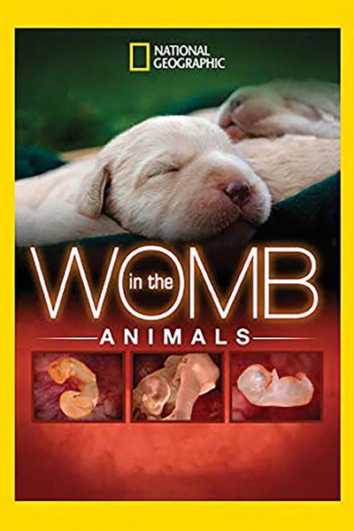 Póster de Animals in the Womb