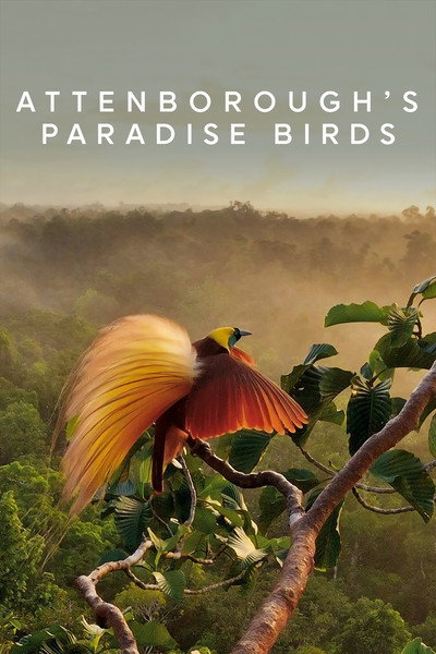 Póster de Attenborough's Paradise Birds