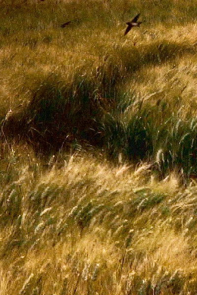 Póster de Attesa di un'estate (frammenti di vita trascorsa)