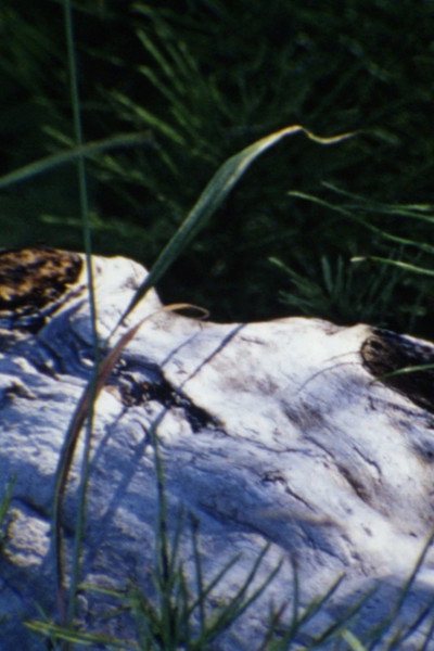 Póster de Au bord de la rivière