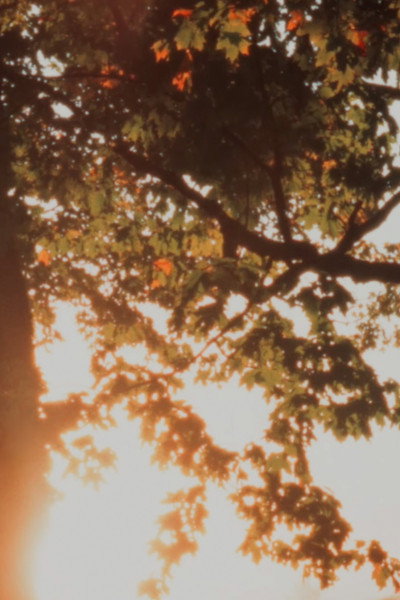 Póster de Autumn Sunrise