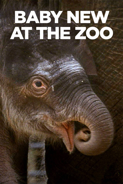 Póster de Baby New at the Zoo