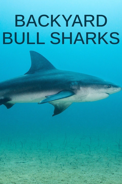 Póster de Backyard Bull Sharks