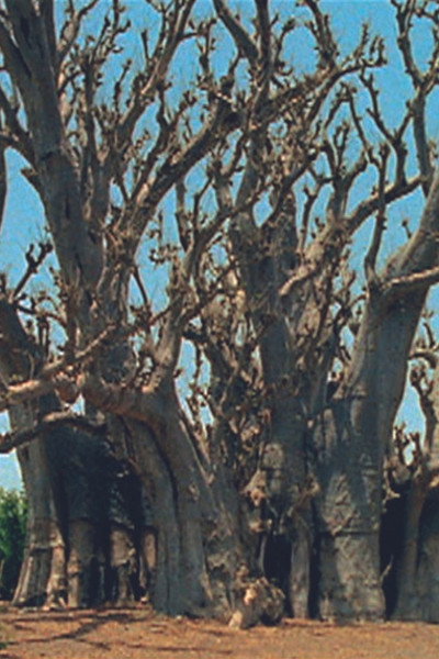 Póster de Baobab