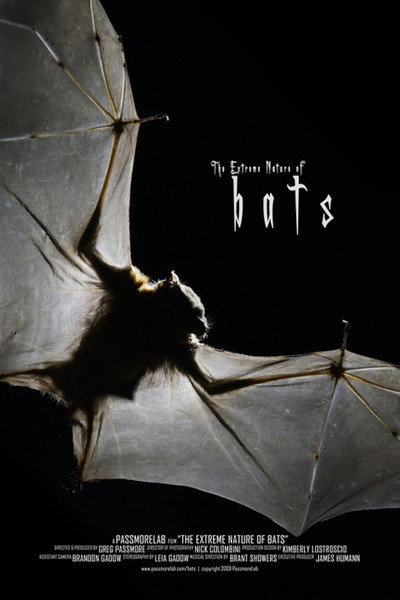 Póster de Bats