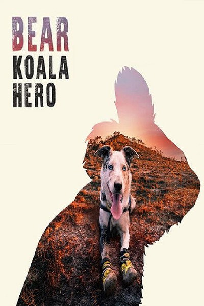 Póster de Bear - Koala Hero