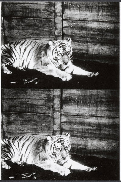 Póster de Beasts of the Jungle