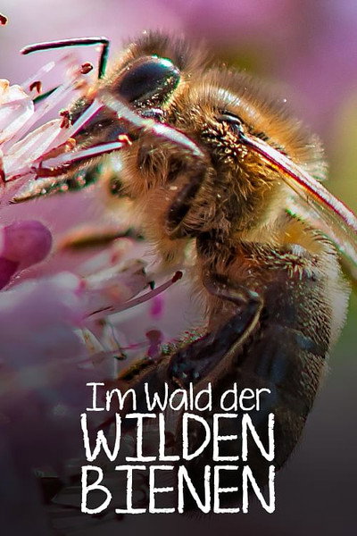 Póster de Bee Wild!