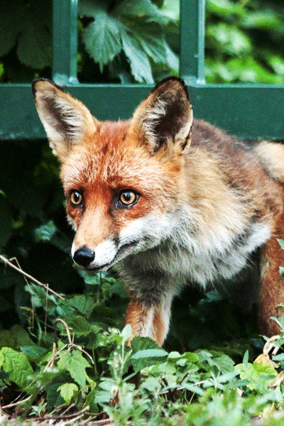 Póster de Berlin ganz wild!