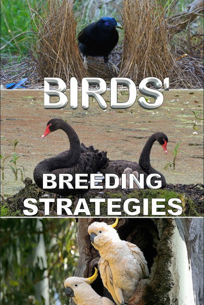 Póster de Birds' Breeding Strategies