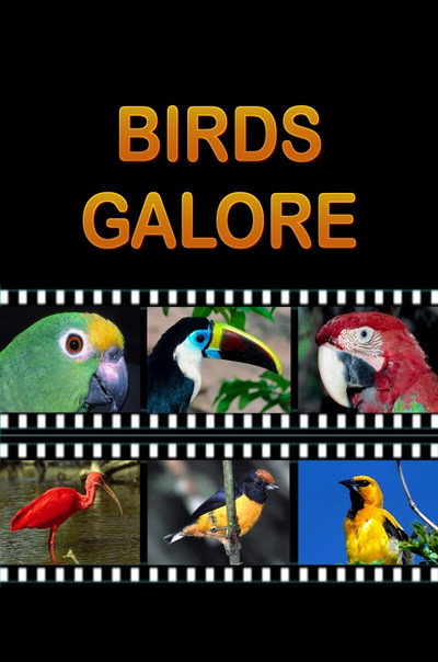 Póster de Birds Galore