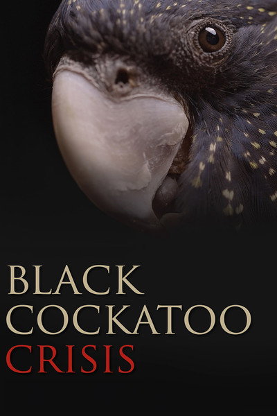 Póster de Black Cockatoo Crisis