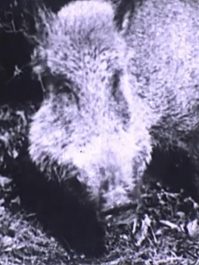 Póster de Boar Hunt