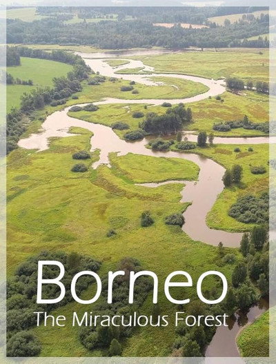 Póster de Bornéo, la forêt miraculée