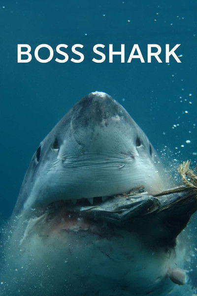 Póster de Boss Shark