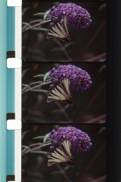 Póster de Bouquets 31-40
