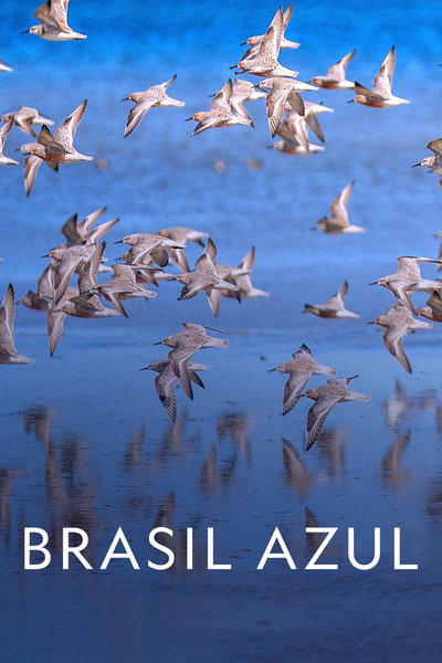 Póster de Brasil Azul