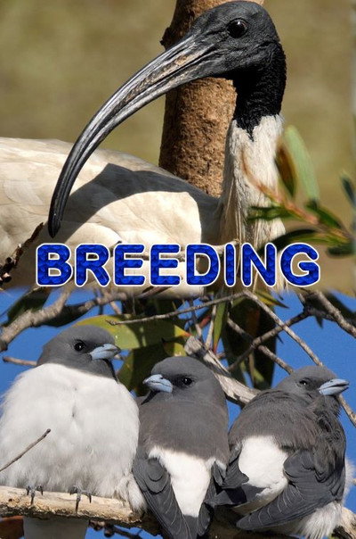 Póster de Breeding