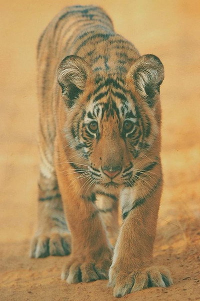 Póster de Broken Tail