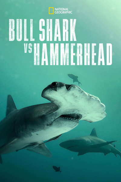 Póster de Bull Shark vs Hammerhead