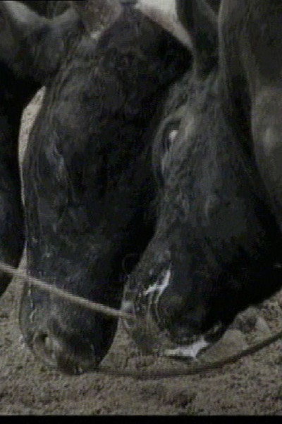 Póster de Bullfight in Okinawa