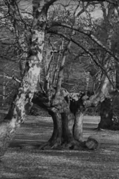 Póster de Burnham Beeches