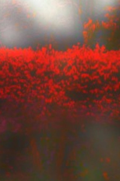 Póster de Burning Bush