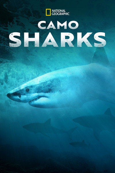Póster de Camo Sharks