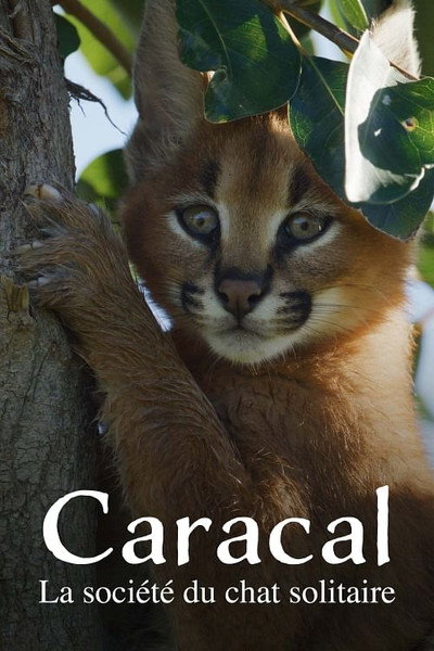 Póster de Caracal - La société du chat solitaire
