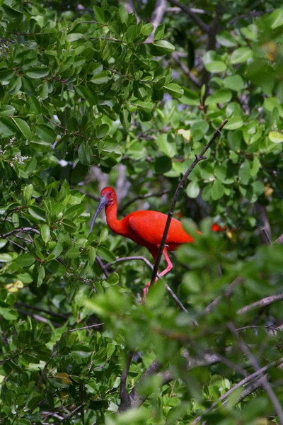 Póster de Caroni