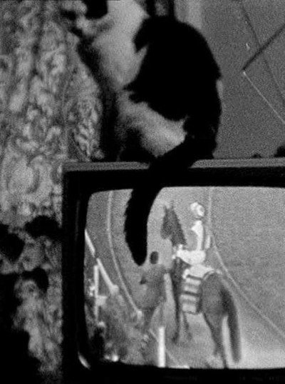 Póster de Cat on TV