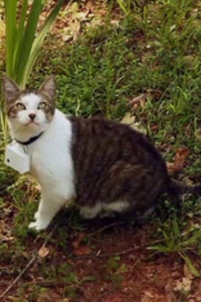 Póster de CatCam