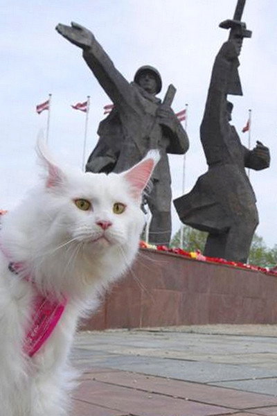 Póster de Cats in Riga